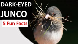 DARK-EYED JUNCO Facts all about this abundant bird - Junco hyemalis