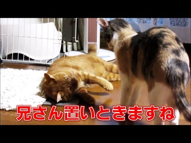 猫の行動　絡み合いの後の感じが意味不明