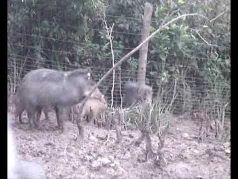 Video sobre as queixadas, fazenda engenho dagua.