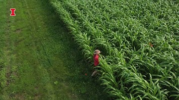 LIDAR CART Measuring Sorghum