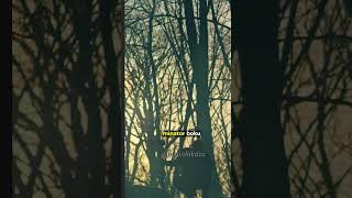 Ersoy Minator Boku Yiyerek Yön Buluyor 😂| Gibi