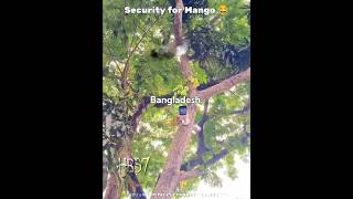 Bangladesh..🇧🇩🔥 #bangladesh #shorts #hrs7 #trending #funny #aura #tree #mango #viral #fypシ