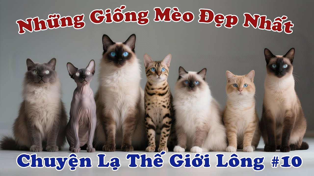 Thế Giới Mèo Nhà: 10 Giống Mèo Gây Sốt Toàn Cầu Mà Ai Cũng Muốn Nuôi!