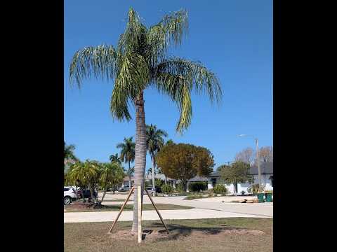 Palm Tree Moving
