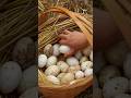 Amazing Duck Egg Transformation You Must See! 🥚🐣