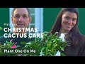 Schlumbergera (Christmas Cactus) Care and Propagation — Plant One On Me — Ep 143