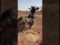 Tiny but Deadly: Badger vs Hungry Wild Dogs #wildlife #shorts