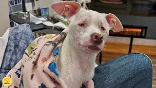 Blind Deaf And Abandoned  But This Little Dog Learned To Feel Love With His Heart