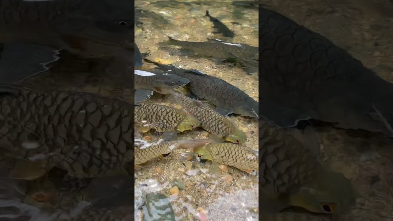 HAPPY HOLIDAYS SABAH 2023