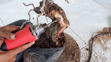 TẬP LÀM LŨA , BỌNG CHO CÂY LỘC VỪNG BONSAI....LH : 0362.262.784