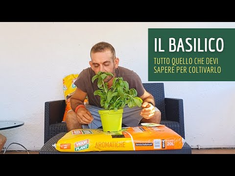 Video: Basil ‘Napoletano’ Info – Scopri come coltivare le erbe aromatiche al basilico Napoletano