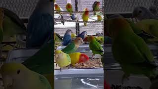 Lovebird’s Sounds for Relaxation#shorts #lovebirds #コザクラインコ