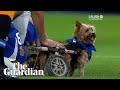 Moment Espanyol players bring on 11 furry friends in need of new home