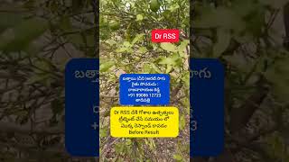 తాడిపత్రి రైతు సోదరుడు | రాజన్నారాయణ రెడ్డి గారు | వారి తోట విశ్లేషణ | Dr RSS