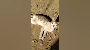 Budu Catlover S 