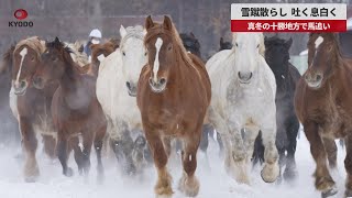 【速報】雪蹴散らし、吐く息白く 真冬の十勝地方で馬追い