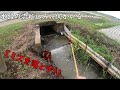 田んぼの横の水路にドバミミズを落とすと・・・