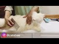 Brushing my long hair traditional persiancat |spa |grooming |persian cat for selling in India|mumbai