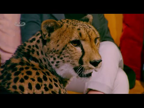 ავაზა პირდაპირ ეთერში | რუსეთის საცირკო დასი თბილისშია