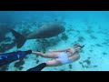 Dugong  sharing a special moment freediving with a dugong