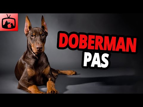 Video: Hoće li dobermani zaštititi svoje vlasnike?