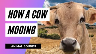 The Animal Sounds: Cow Bellows - Sound Effect - Animation