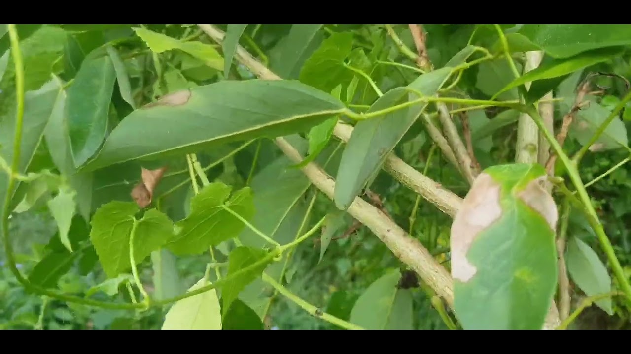 มาปลูกต้นทองหลางพืชสารพัดประโยชน์