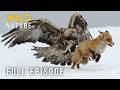 Yosemite National Park (Full Episode) | Survival of the Fittes | Wild Nature