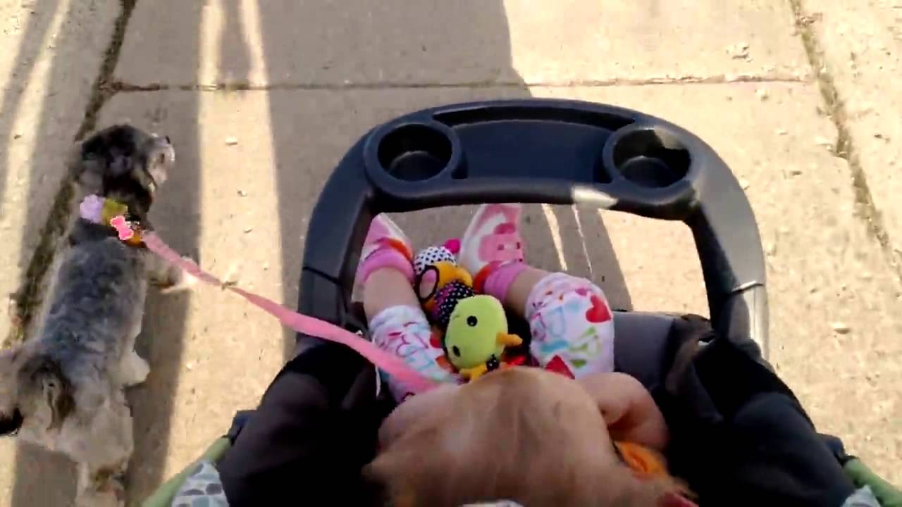 De Sa Poussette Un Bebe Promene Son Chien En Laisse Youtube De Sa Poussette Un Bebe Promene Son Chien En Laisse Youtube