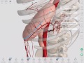 Blood Supply of the Stomach | Complete Anatomy