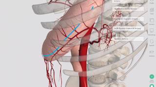 Blood Supply of the Stomach | Complete Anatomy