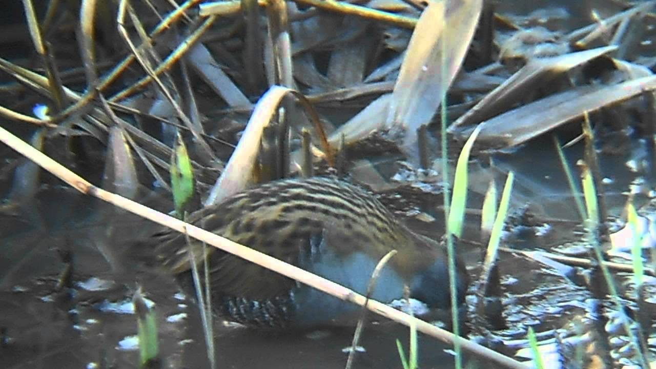 photography en español Water Rail