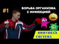 ИММУНИТЕТ человека #1 | Механизм врождённого ИММУННОГО ОТВЕТА | ФАГОЦИТОЗ | ПРЕЗЕНТАЦИЯ АНТИГЕНА