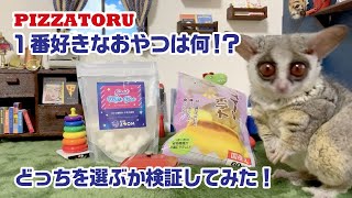 好きなおやつ検証してみた！ Pizzatoru the Bushbaby / ショウガラゴのピザトル