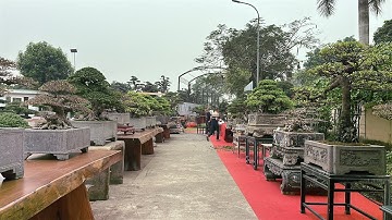Rất nhiều tác phẩm đẹp tại TLSVC hội bonsai 1978. KM 13/12/2025 Duy tiên Hà Nam| Quảng Tùng