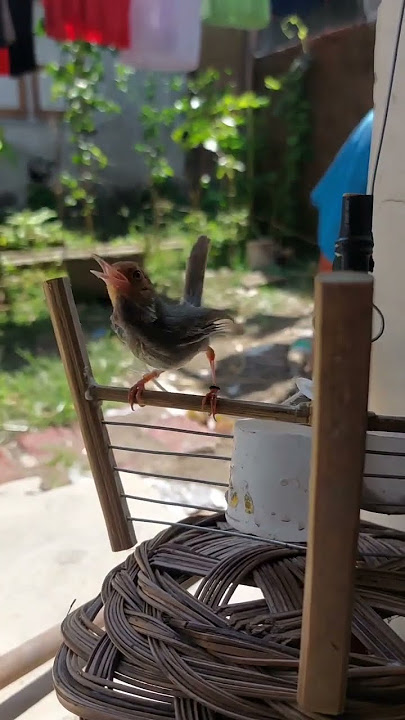 Burung Prenjak Tamu Pikat Gacor Tarung