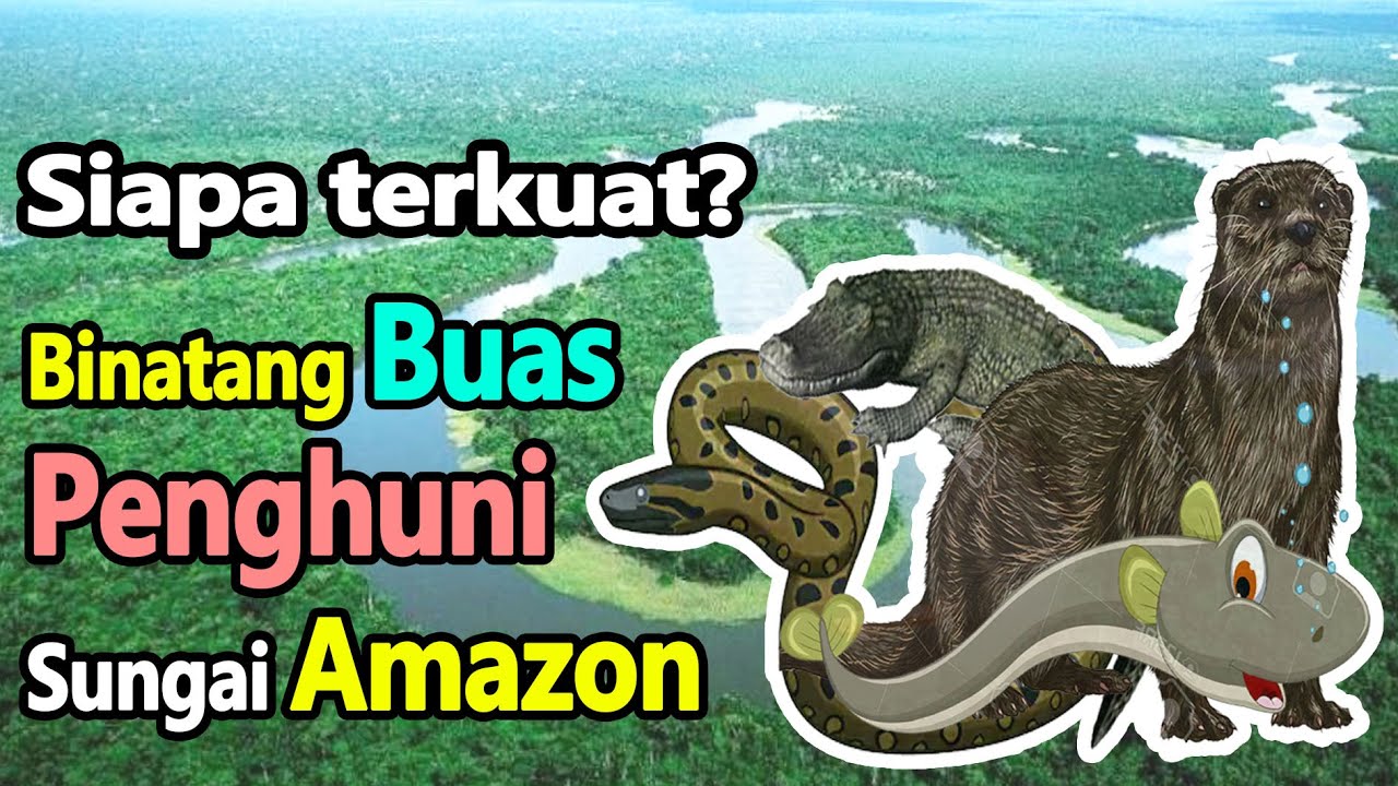 7 Binatang  Buas  yang  Ada  di  Sungai Amazon YouTube