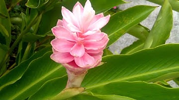 BlackBerry Torch 9810 Video Sample Philippines