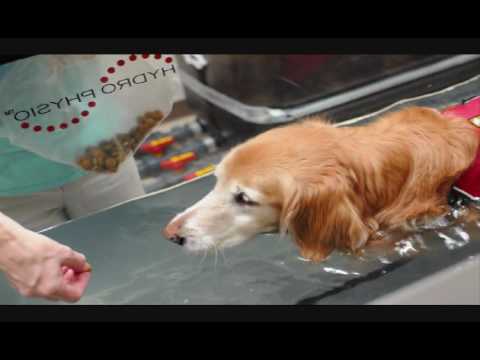 Water Treadmill for Dog Arthritis, Joint Pain, Neurological Problems, Rehabilitation