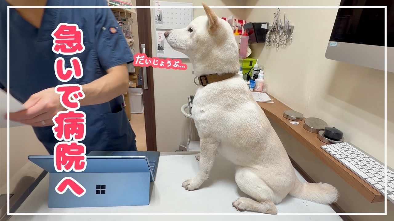 朝から異変…下痢が止まらず急遽、動物病院で検査した結果！