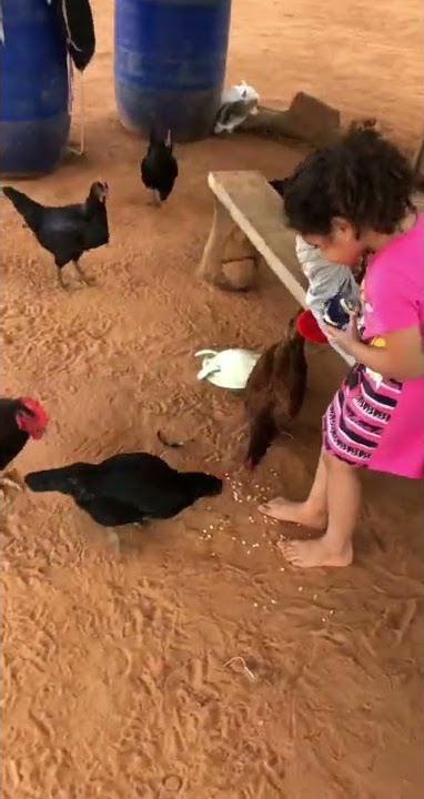 Como pegar facilmente uma galinha. Elisa mostra. #criançaraiz #crianças #galinha #vidanocampo