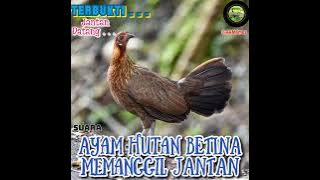 Suara pikat ayam hutan betina legend si Janda Pirang