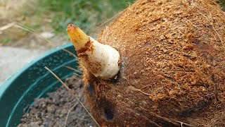 Grow Coconut Tree from Seed | Grow Coconut Plant at Home