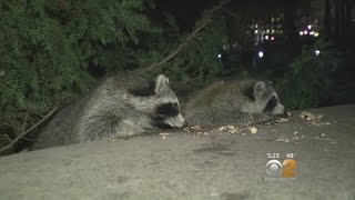 Raccoons In Central Park