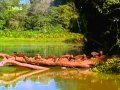 #JPG2 Первозданная природа Ману Таинственный Перуанский Лес