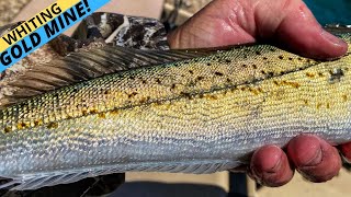 BEST WHITING FISHING ON THE PLANET? — Port Sorell, Tasmania