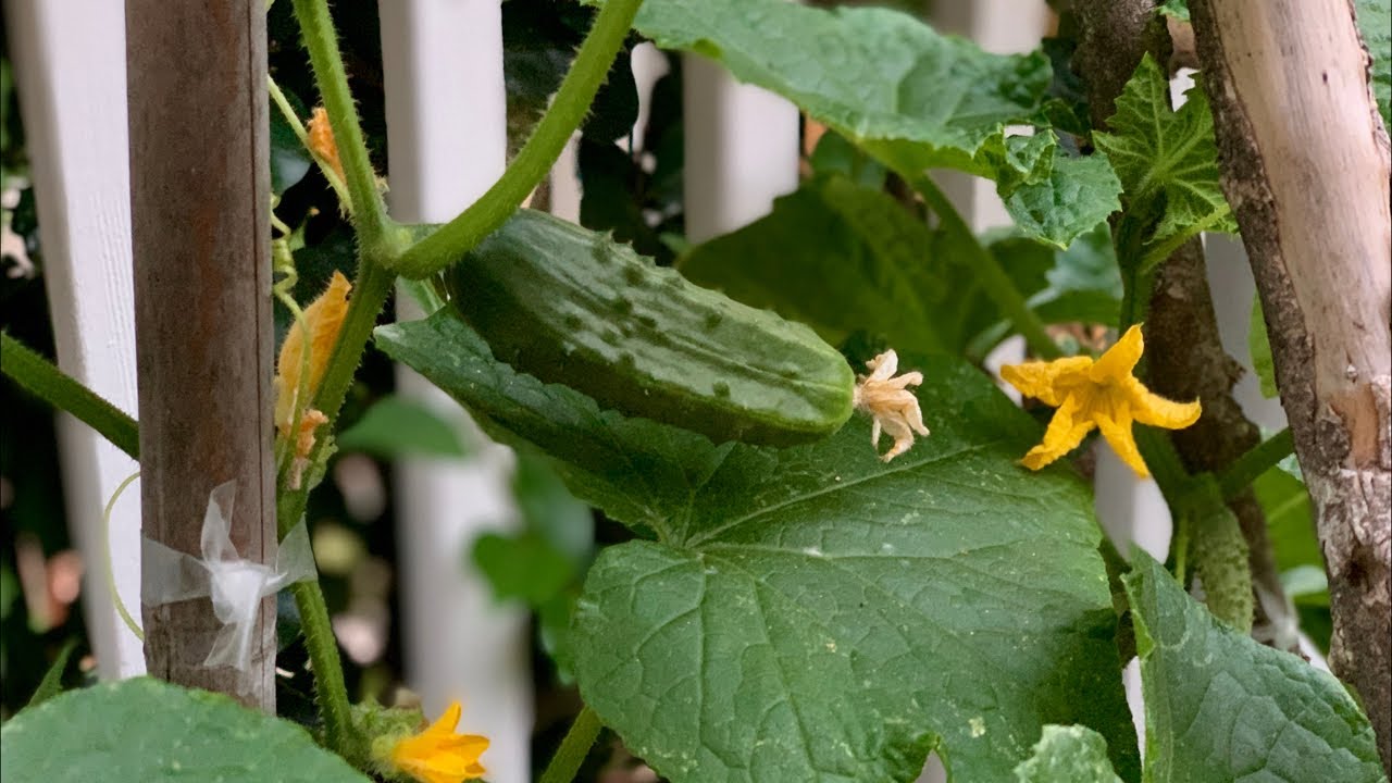 π₯ Live: 5 Tips to Grow LOTS of Cucumbers (Without Bitterness!) REPLAY