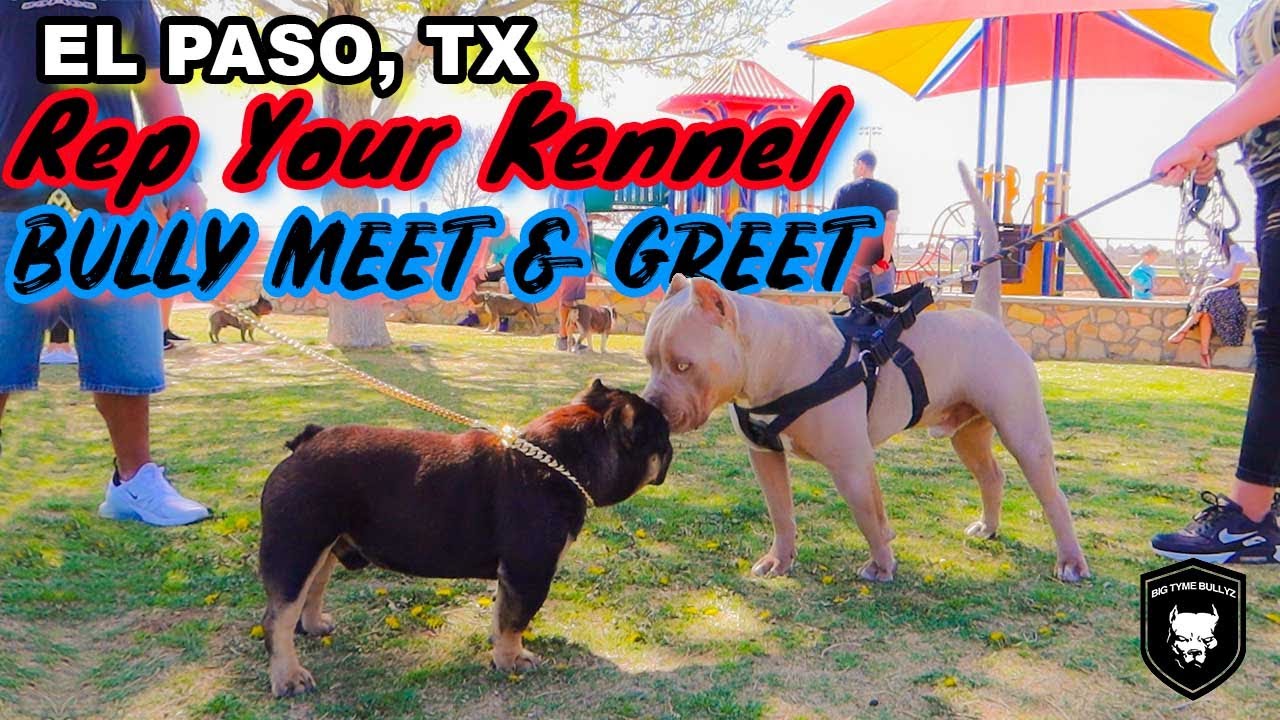 EL PASO, TX REP YOUR KENNEL AMERICAN BULLY MEET & GREET BIG TYME EVENTZ YouTube