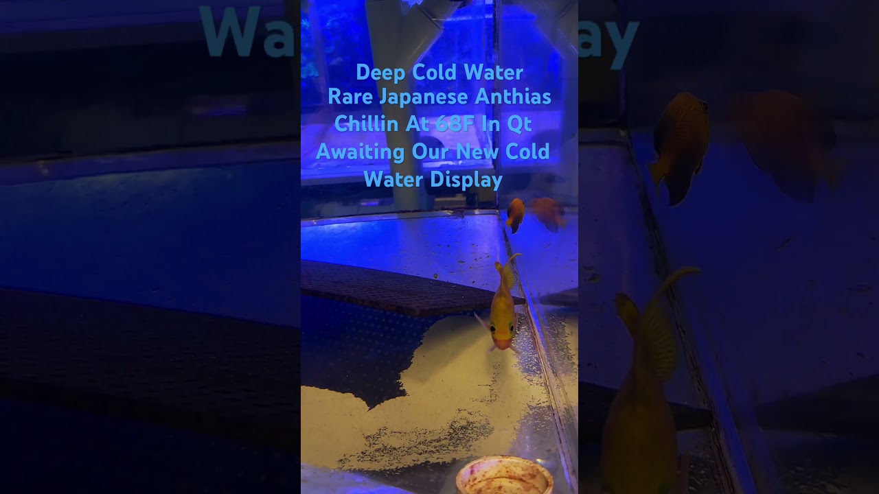 Anthias, Rose (Odontanthias katayamai) and Tosanoides flavofasciatus