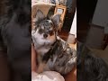 インカメの自分にビックリする#チワワ #チワワパピー #チワワと暮らす